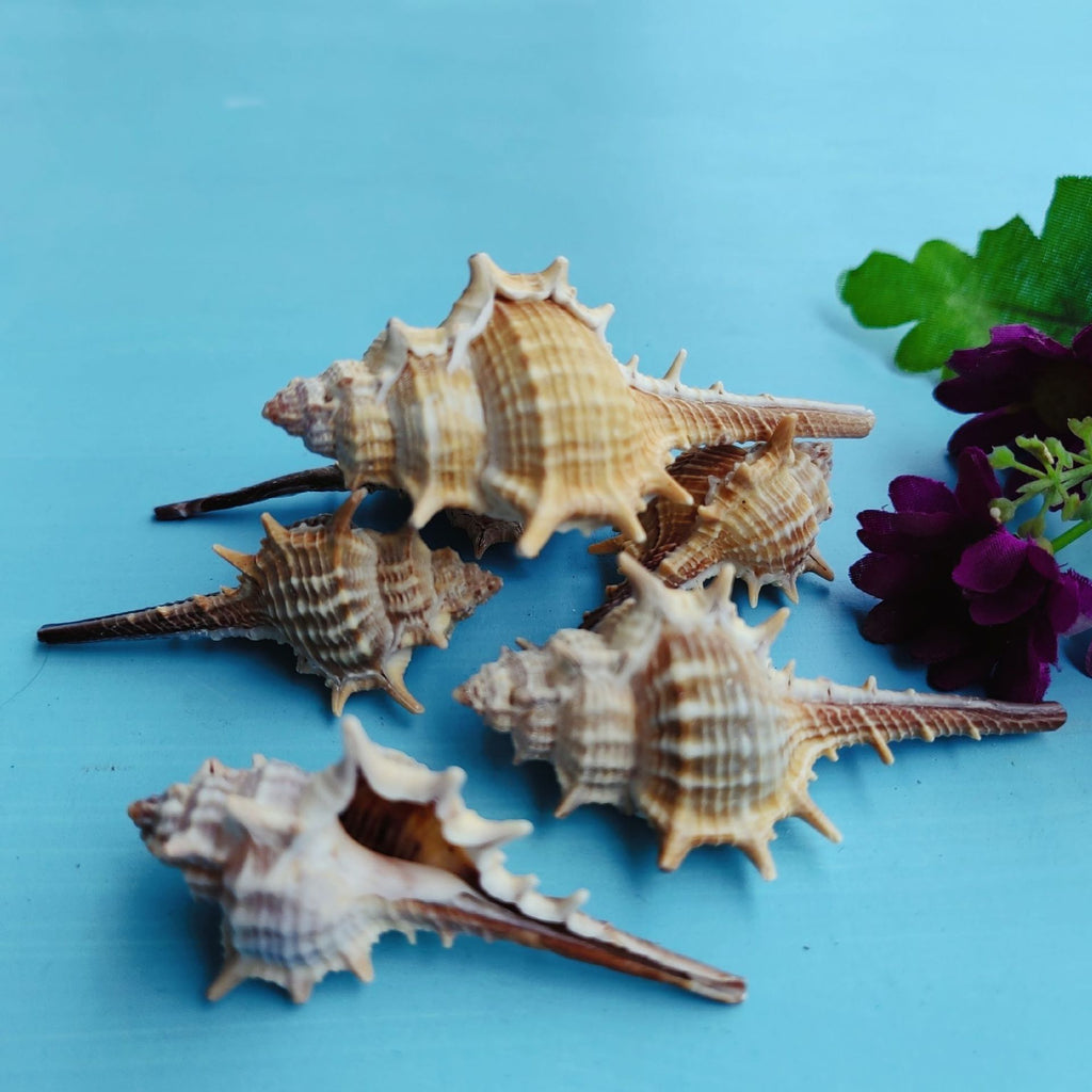 Natural Conch Shell for Fish Tank Decoration
