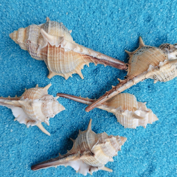 Natural Conch Shell for Fish Tank Decoration