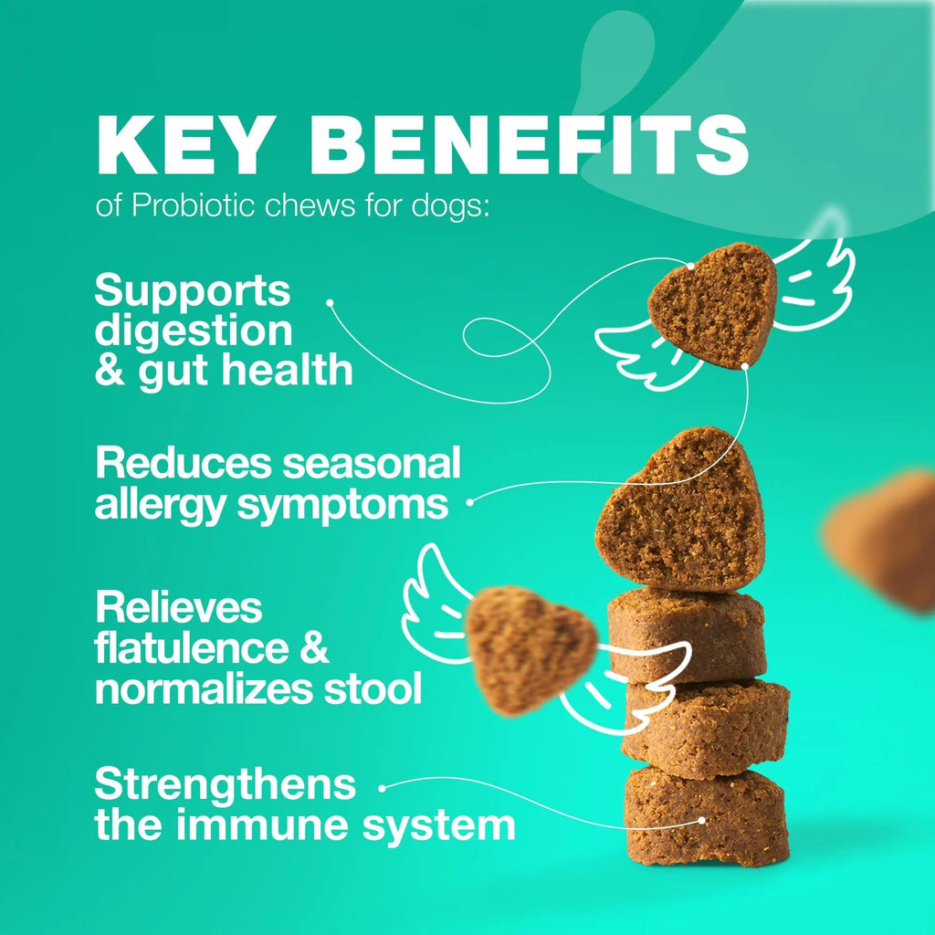 Probiotic Chews for Dogs – Gut & Allergy Support