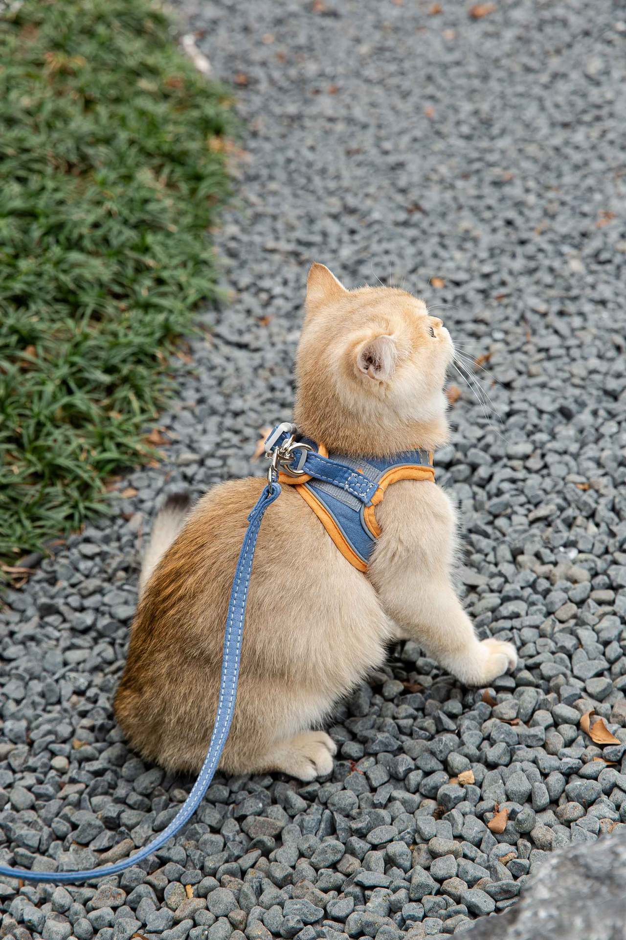 Reflective Cat Harness with Traction Rope for Walking