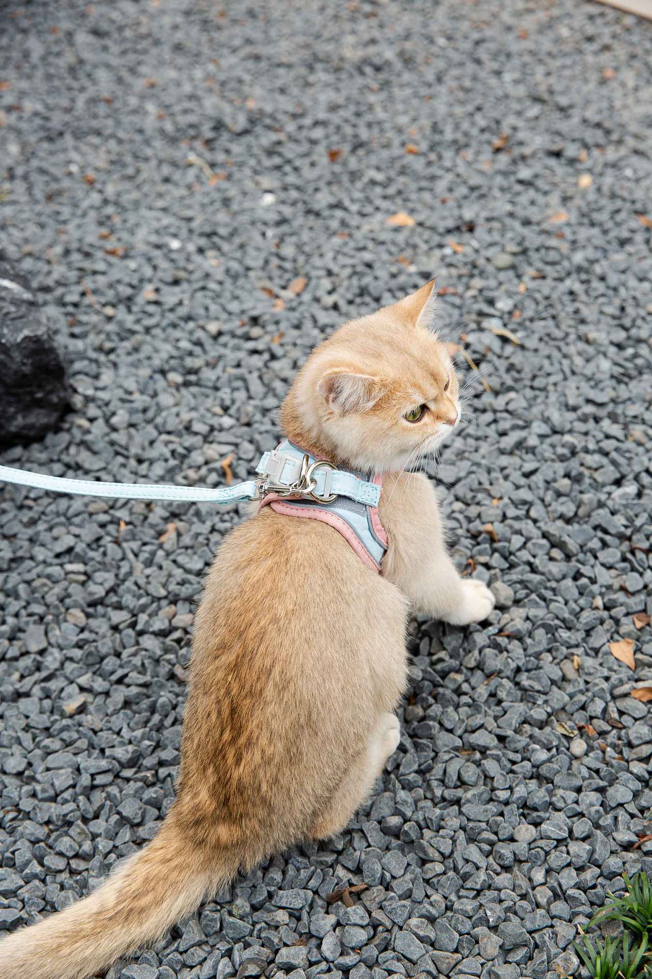 Reflective Cat Harness with Traction Rope for Walking
