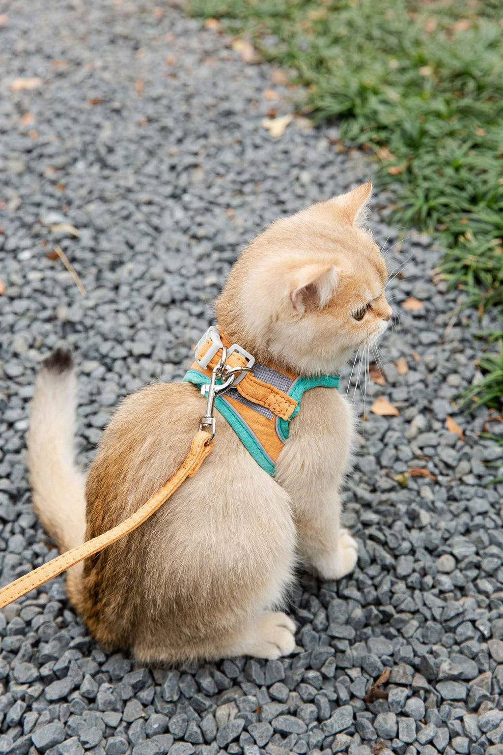 Reflective Cat Harness with Traction Rope for Walking