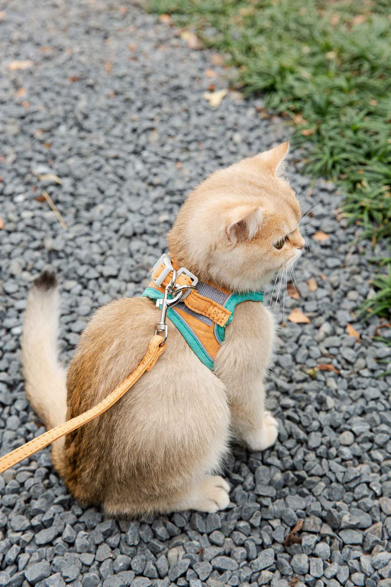 Reflective Cat Harness with Traction Rope for Walking