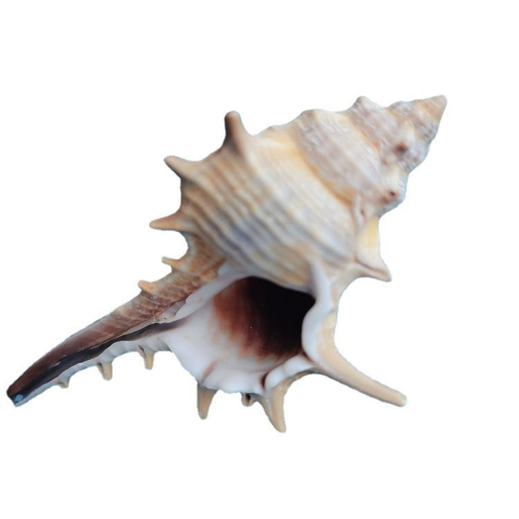 Natural Conch Shell for Fish Tank Decoration