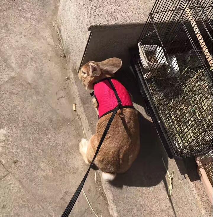 Small Pet Rabbit Leash for Outdoor Walking