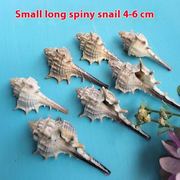 Natural Conch Shell for Fish Tank Decoration