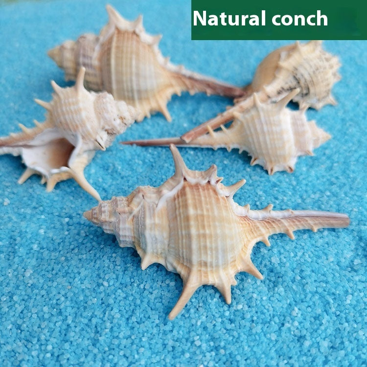 Natural Conch Shell for Fish Tank Decoration