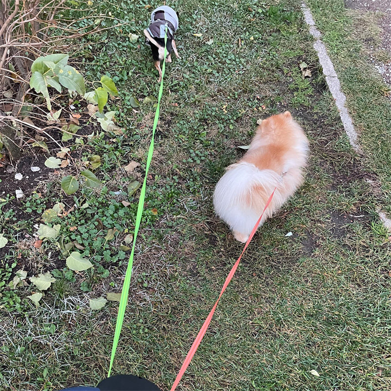 Dual Pet Leash for Small Dogs with 360° Swivel