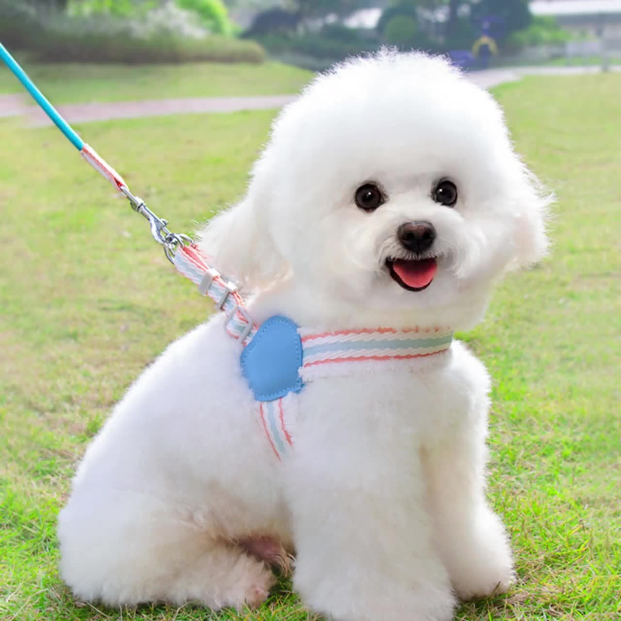 Chest Harness Leash for Small and Medium Dogs