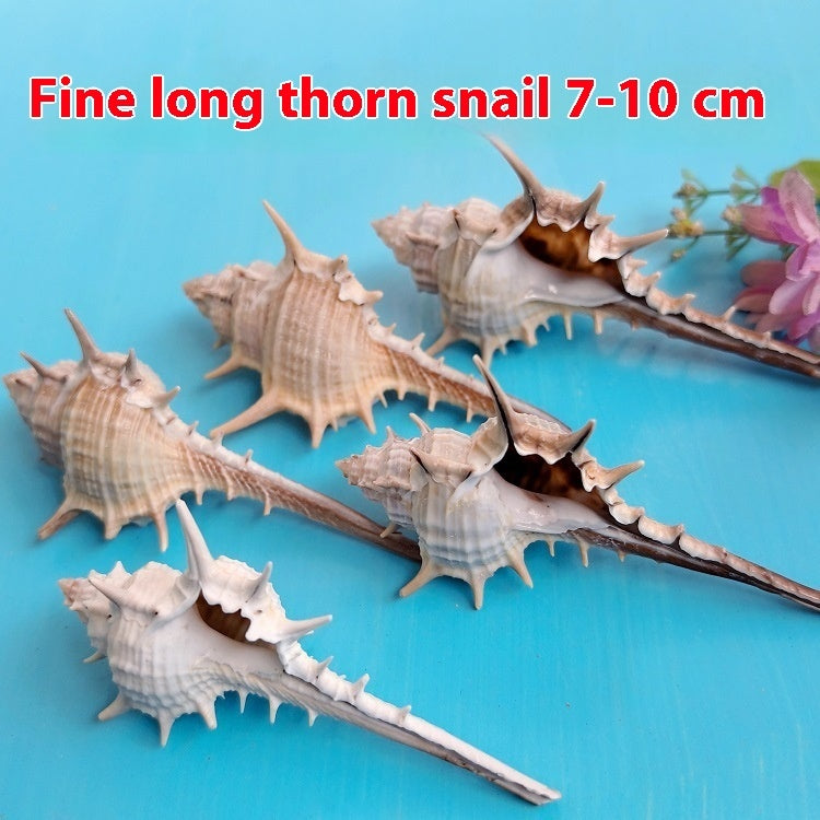 Natural Conch Shell for Fish Tank Decoration