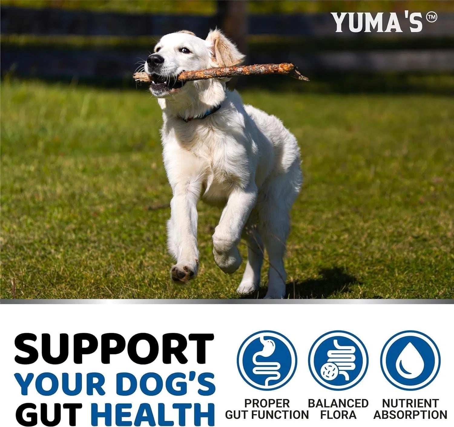 2-Pack Dog Probiotics, Enzymes for Stomach and Constipation