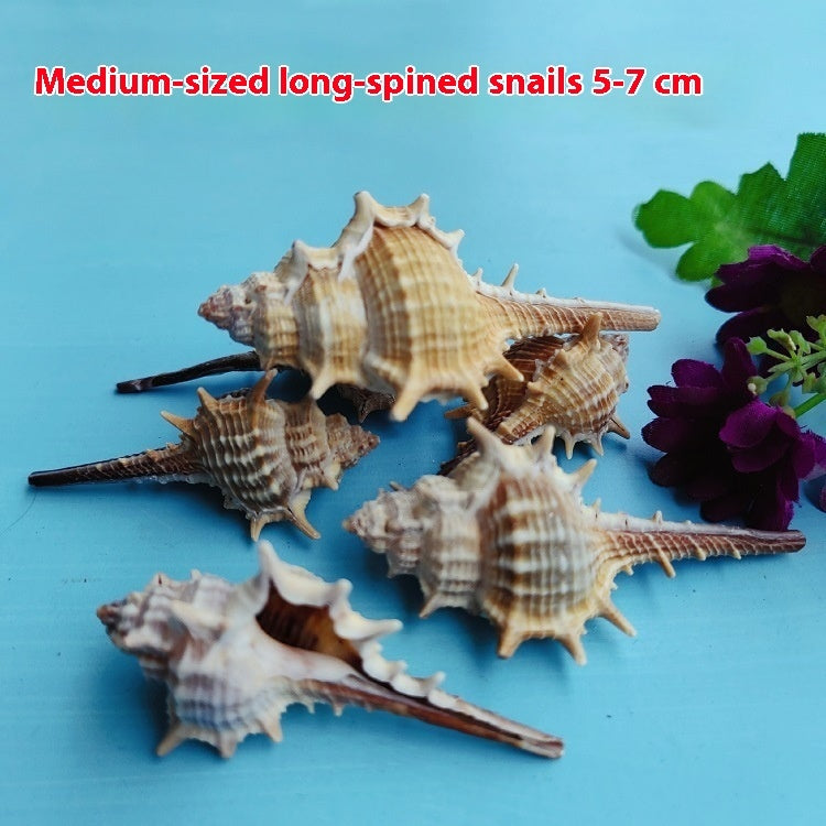 Natural Conch Shell for Fish Tank Decoration